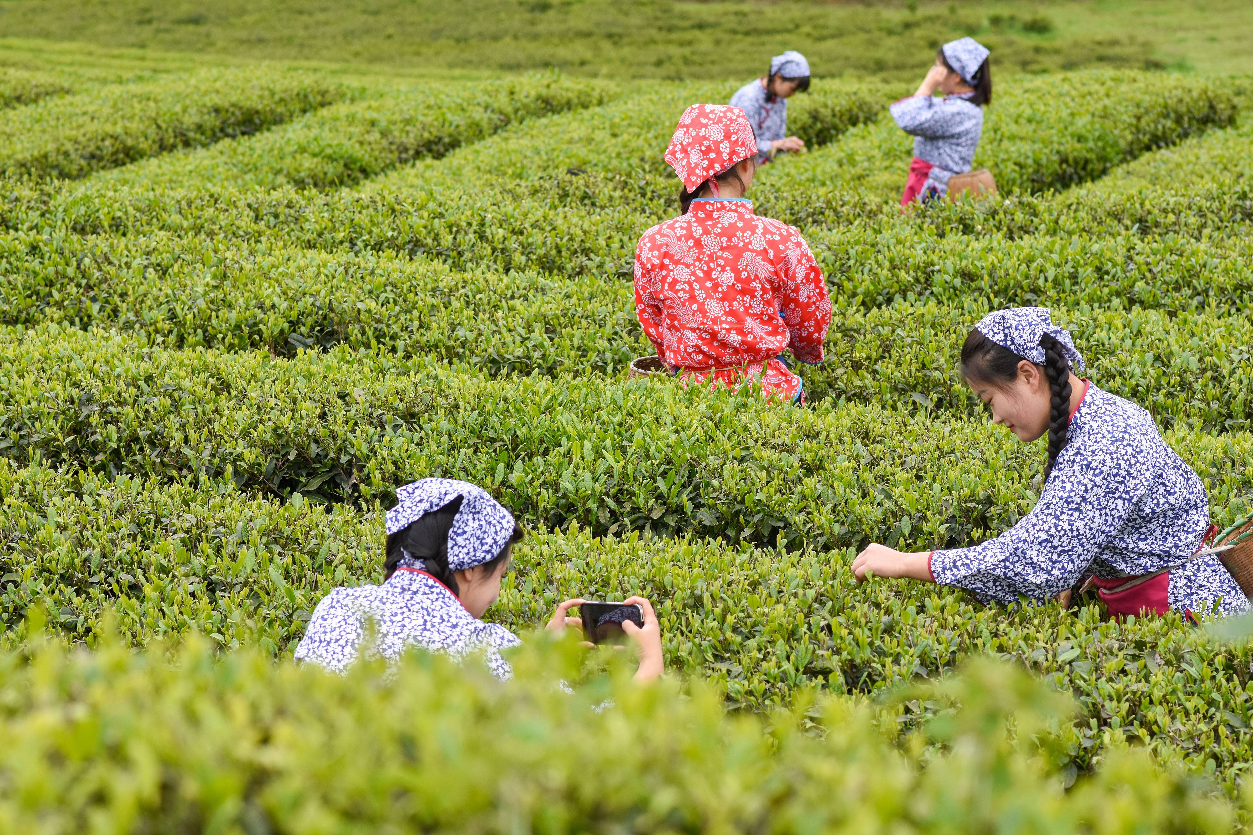 2023年4月6日，游客在貴州省銅仁市江口縣怒溪鎮(zhèn)駱象村生態(tài)茶園體驗(yàn)采茶樂趣。