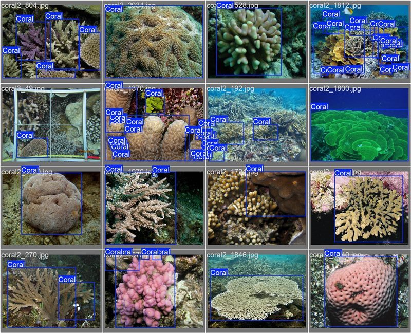 南海珊瑚識別。阿里云供圖