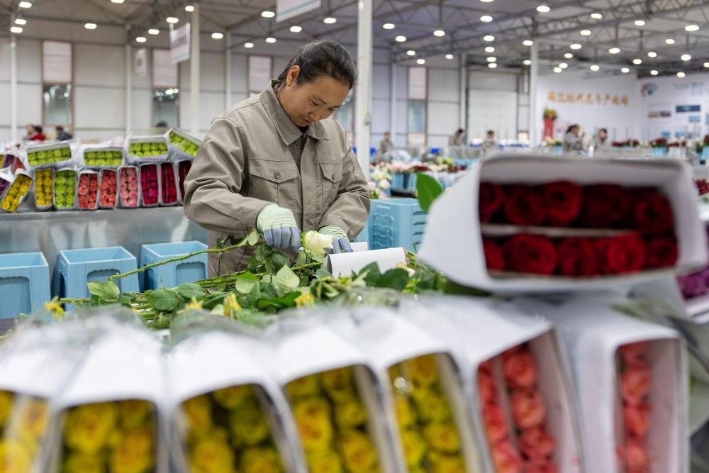 △近日，工作人員在云南麗江現(xiàn)代花卉產(chǎn)業(yè)園包裝鮮花。