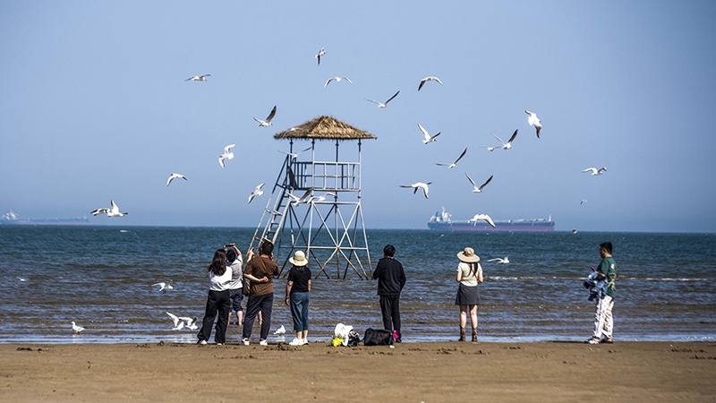 2024年5月12日，河北秦皇島，北戴河鴿子窩公園成群海鷗在天空中自由翱翔，與大海、藍(lán)天構(gòu)成了一幅美麗的畫卷。