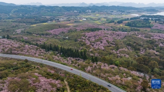 清鎮(zhèn)市紅楓湖鎮(zhèn)右二村旁的道路與花海相映（4月5日攝，無人機(jī)照片）。