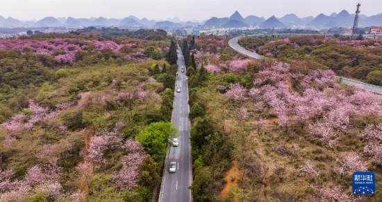 游客驅(qū)車前來清鎮(zhèn)市紅楓湖鎮(zhèn)右二村踏青游玩（4月5日攝，無人機(jī)照片）。