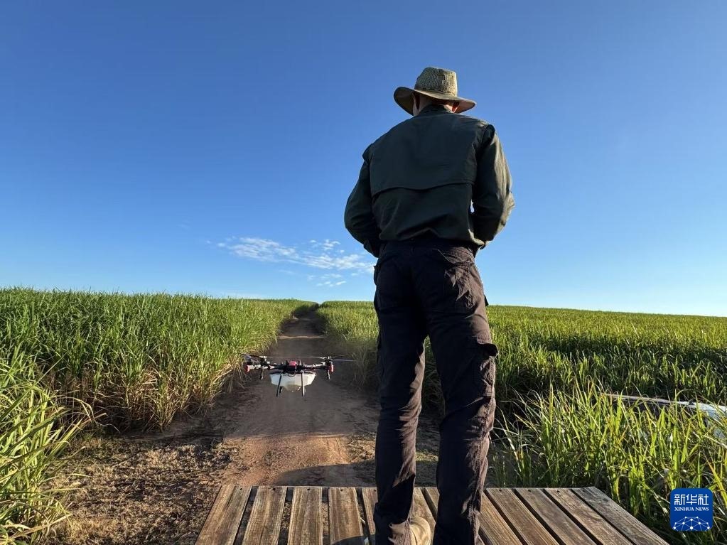 3月25日，在南非夸祖魯-納塔爾省的方廷希爾莊園，飛手操縱無人機(jī)為甘蔗林噴灑藥劑。新華社記者 白舸 攝
