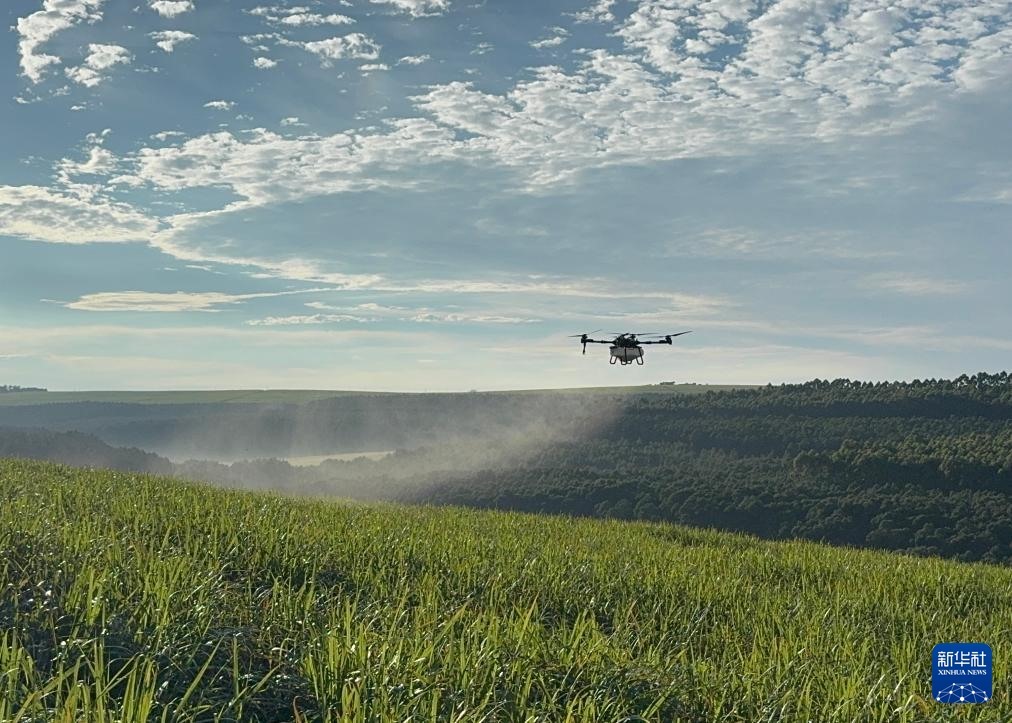3月25日，在南非夸祖魯-納塔爾省的方廷希爾莊園，中國農(nóng)用無人機(jī)為甘蔗林噴灑殺菌劑。新華社記者 白舸 攝