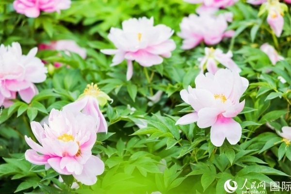 洛陽國(guó)家牡丹園牡丹盛開。 人民網(wǎng)記者 魯揚(yáng)攝