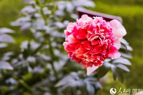 洛陽國(guó)家牡丹園牡丹盛開。 人民網(wǎng)記者 魯揚(yáng)攝