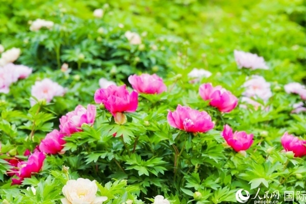 洛陽國(guó)家牡丹園牡丹盛開。 人民網(wǎng)記者 魯揚(yáng)攝