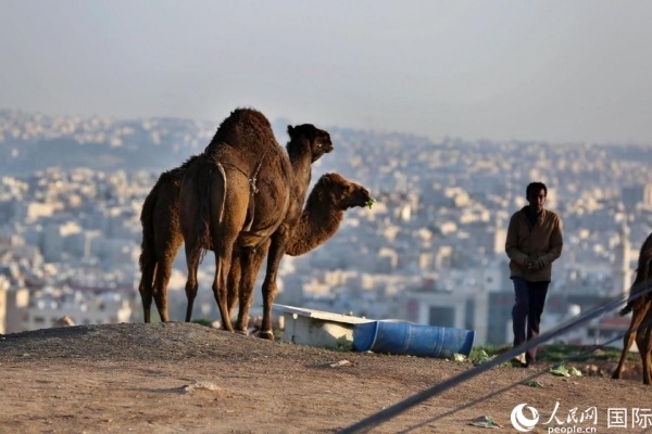 約旦首都阿曼街頭的駱駝。人民網(wǎng) 納達爾·達烏德攝