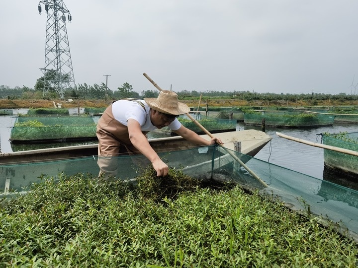 陳樹在湖北省仙桃市剅河鎮(zhèn)余腦村黃鱔繁育基地觀察黃鱔長(zhǎng)勢(shì)。新華社記者宋立崑 攝