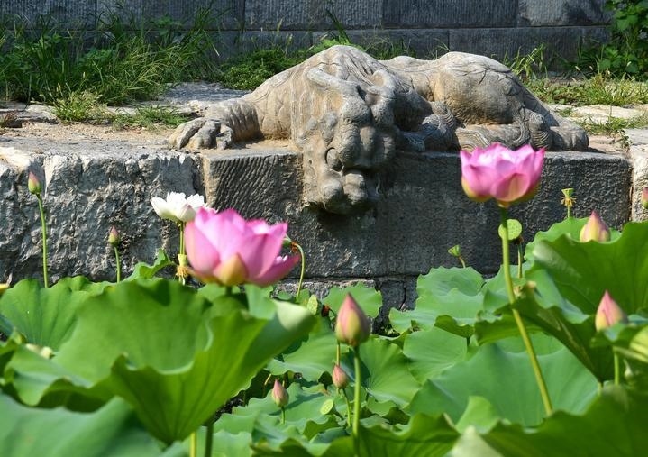 萬寧橋位于北京地安門外大街中部、什剎海東岸，是北京中軸線上最古老的橋梁，至今已有700多年歷史。近年來，北京市持續(xù)為萬寧橋“瘦身減負(fù)”，橋體風(fēng)貌得以完整展現(xiàn)，方便游客走近欣賞，深入了解古橋承載的價(jià)值和內(nèi)涵。這是2023年7月18日拍攝的北京萬寧橋橋東的鎮(zhèn)水獸。